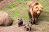 Braunbärennachwuchs im Wildparadies Tripsdrill