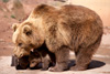 Braunbärennachwuchs im Wildparadies Tripsdrill